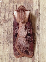 Agrotis vancouverensis