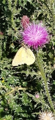 Colias lesbia