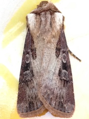 Agrotis vancouverensis