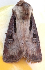 Agrotis vancouverensis