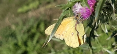 Colias lesbia