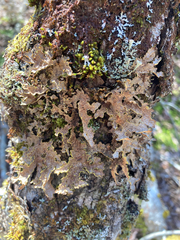 Pseudocyphellaria holarctica