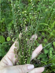 Melica picta