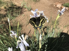 Papilio machaon bairdii
