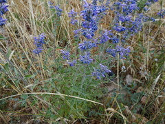 Nepeta curviflora