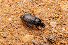 Harpalus dimidiatus