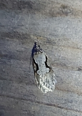 Semioscopis packardella