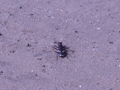 Cicindela maritima
