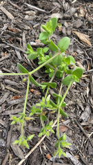 Cerastium glomeratum