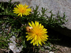 Taraxacum dissectum