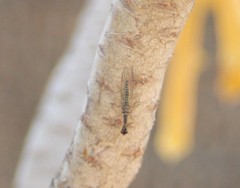 Xanthostigma xanthostigma