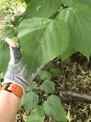 Tilia americana