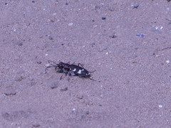 Cicindela maritima