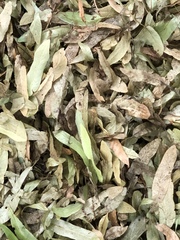 Tilia americana