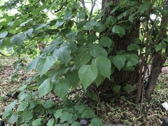 Tilia americana