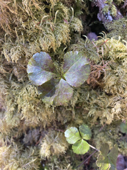 Coptis trifolia
