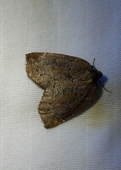 Spodolepis substriataria