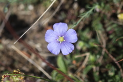 Linum leonii