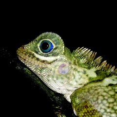 Gonocephalus liogaster