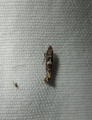 Acrolepiopsis assectella
