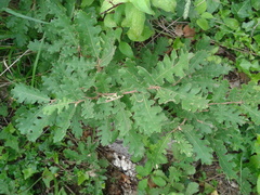 Quercus pubescens pubescens