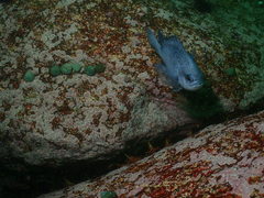 Tegula quadricostata