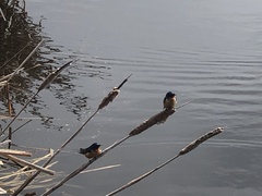 Hirundo rustica
