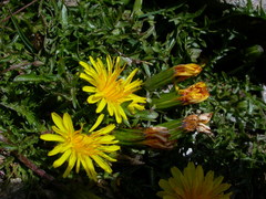 Taraxacum dissectum
