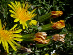 Taraxacum dissectum