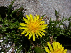 Taraxacum dissectum