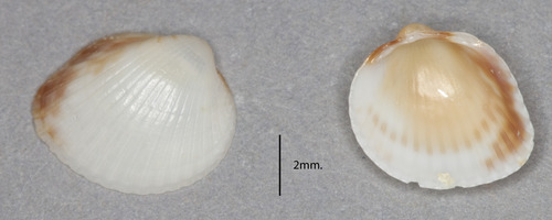 Ribbed Cockle