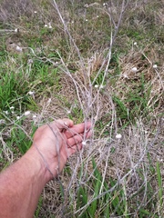 Psilactis heterocarpa