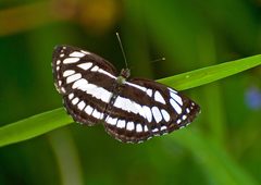 Neptis hylas varmona