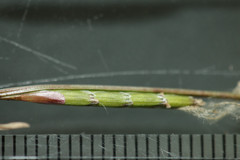 Glyceria declinata