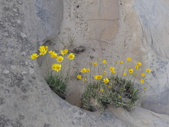Thelesperma subnudum