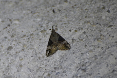 Hypena obsitalis