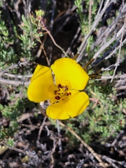 Calochortus clavatus