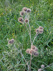 Arctium lappa