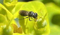 Hylaeus mesillae