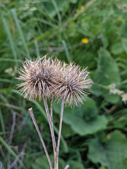 Arctium lappa