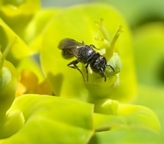 Hylaeus mesillae