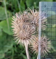 Arctium lappa