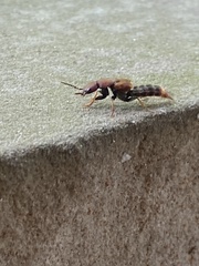 Platydracus cinnamopterus