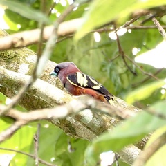 Eurylaimus javanicus