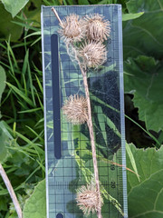 Arctium minus
