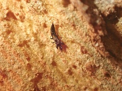 Thysanoptera