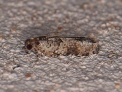 Pseudexentera knudsoni