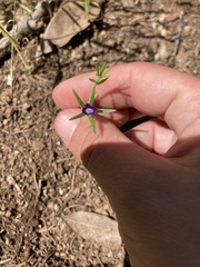 Githopsis specularioides