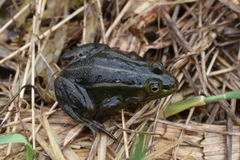 Pelophylax lessonae