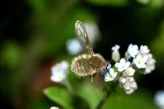 Bombylius minor